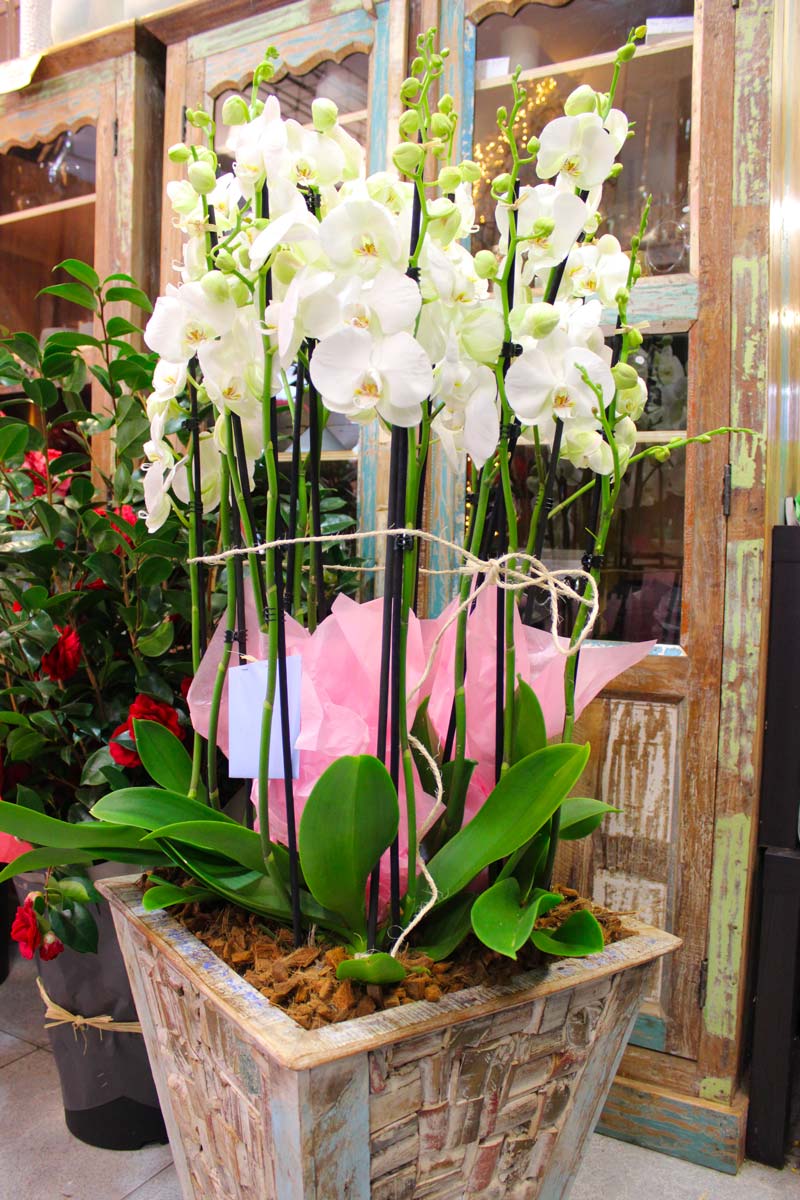 d’une composition d’orchidées blanches dans un contenant carré en bois.